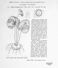 Septoria cyclaminis image